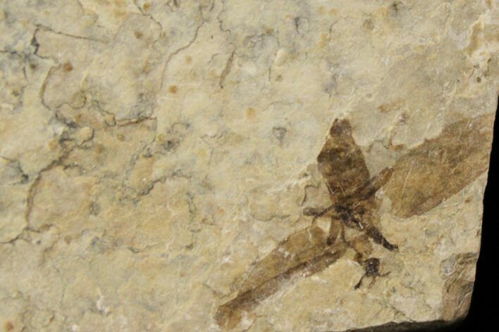 Fossil March Fly (Plecia) - Green River Formation #154430